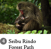 4.Seibu Rindo Forest Path