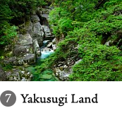 7.Yakusugi Land