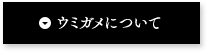 ウミガメについて