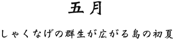 五月 しゃくなげの群生が広がる島の初夏