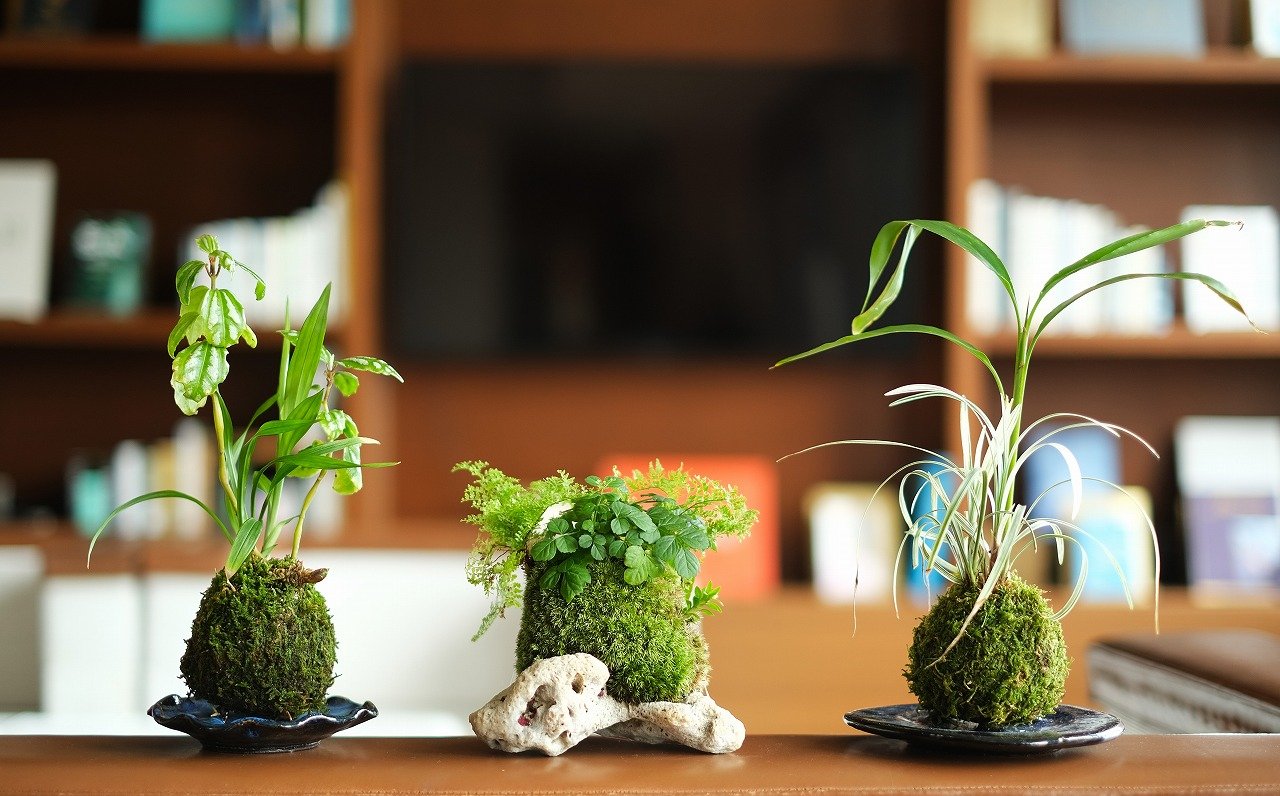 苔玉づくり ワークショップ | 【公式】サンカラ屋久島 sankara hotel