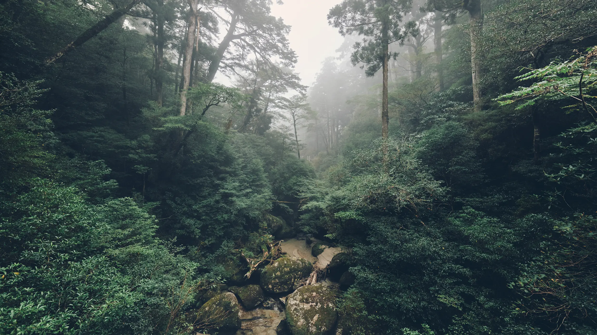 ヤクスギランド | 【公式】サンカラ屋久島 sankara hotel & spa Yakushima